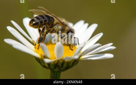 Detail der Biene oder Honigbiene in Latein APIs Mellifera, europäische oder westliche Honigbiene auf weißer Blume der gemeinen Gänseblümchen sitzend Stockfoto