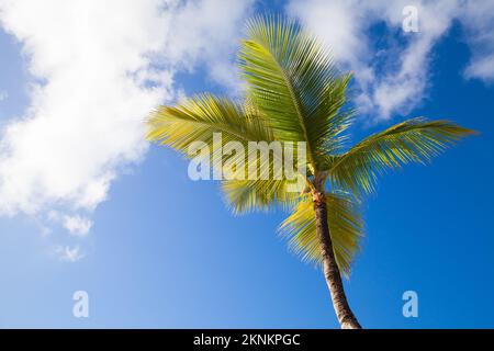 Kokosnussbaum mit Früchten ist an einem sonnigen Tag unter hellblauem Himmel Stockfoto