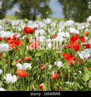 White flowering opium poppy field in Latin papaver somniferum, poppy field weeded with red poppies, white colored poppy is grown in Czech Republic for Stockfoto