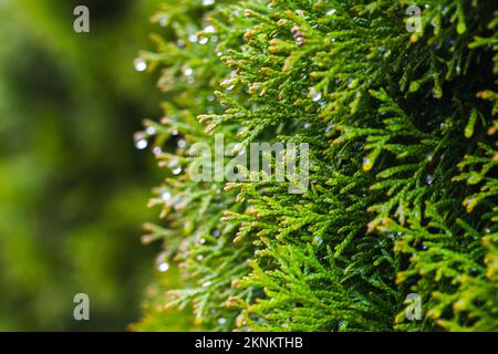 Thuja-Zweig mit Tautropfen, natürlichem Fotohintergrund mit selektivem Weichzeichner Stockfoto