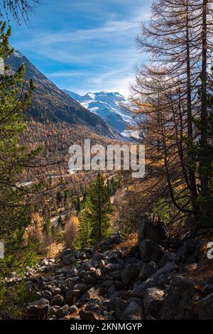 Goldfarbene Lärchen im Morteratsch-Tal, Schweiz, mit Gletscher im Hintergrund Stockfoto