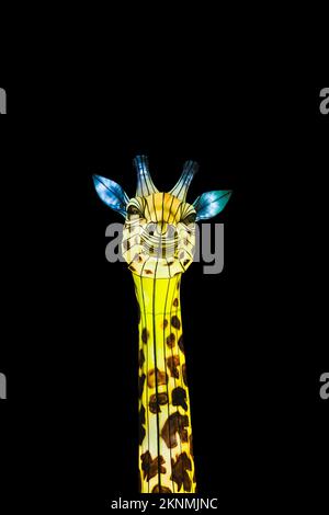 Eine Giraffe, die im Dunkeln leuchtet. Laternen-Festival. Giraffenkopf isoliert auf schwarzem Hintergrund. Stockfoto
