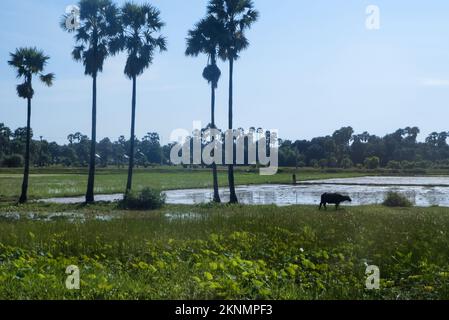 Reisfelder, Somroang Yea, Puok, Siem Reap, Kambodscha Stockfoto