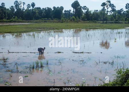 Reisanbau auf einem Reisfeld, Kommune Somroang Yea, Puok District, Siem Reap, Kambodscha Stockfoto