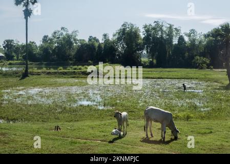 Ländliche Szene mit Reisfeldern und Kühen, Kommune Somroang Yea, Bezirk Puok, Provinz Siem Reap, Kambodscha Stockfoto