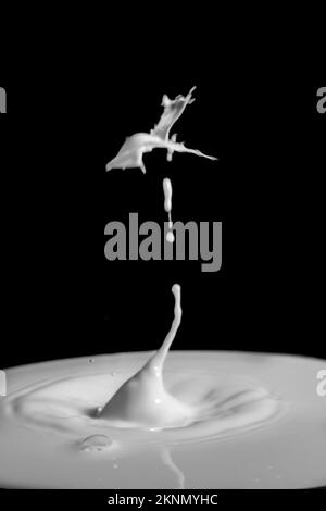 Milchtropfen kollidieren mit Figuren mit schwarzem Hintergrund und weiße Tropfen Fotografie mit Wasserhintergrund Stockfoto