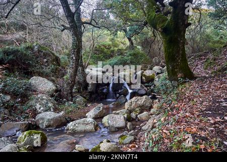 Río Guadalmesí, parque natural de los alcornocales, Corcho, alcornocales, Stockfoto