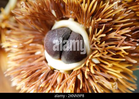 Foto einer frisch gepflückten Kastanie im Herbst Stockfoto