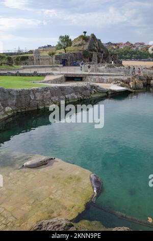 Santander, Spanien - 31. Oktober 2022: Seelöwen im Zoo Parque Marino de la Magdalena, Santander, Kantabrien Stockfoto