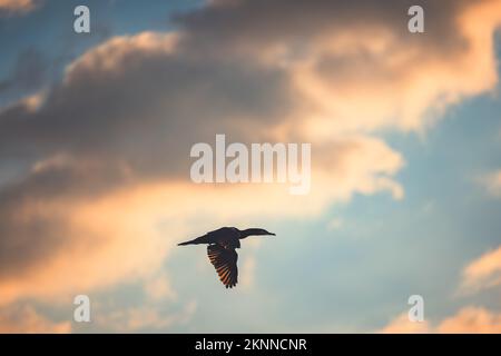Silhouette eines fliegenden Vogels, Kormoran, der am Himmel fliegt Stockfoto