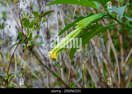 Geschlossene Brugmansia-Blüten, die im Garten wachsen Stockfoto