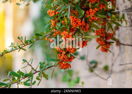 Orangenbeeren von Pyracantha coccinea (firethorn) aus der Familie Rosaceae im Herbstgarten Stockfoto