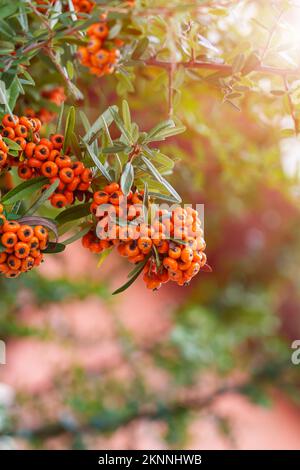 Orangenbeeren von Pyracantha coccinea (firethorn) aus der Familie Rosaceae im Herbstgarten Stockfoto