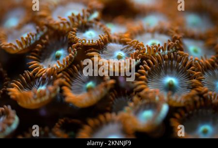 Unterwasserfoto - Orangenblüten wie weiche Korallen, Zoanthus-Arten, die Licht unter UV-Lampe ausstrahlen, abstrakter mariner Hintergrund, geringe Tiefenschärfe Stockfoto