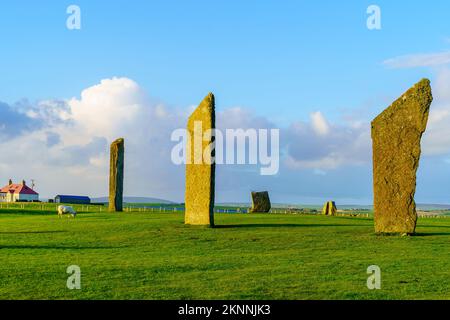 Blick auf den Sonnenuntergang über die Steine von Stenness mit Schafen auf den Orkney Islands, Schottland, Großbritannien Stockfoto