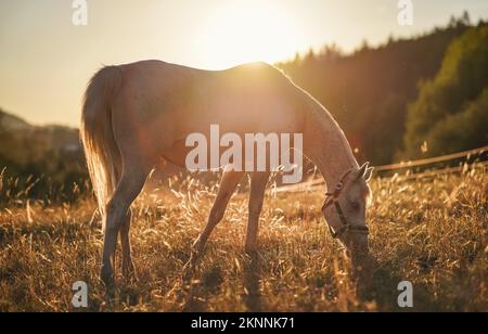 Weißes arabisches Pferd grast auf grünem Feld, Blick von der Seite, Nachmittagssonne im Hintergrund Stockfoto