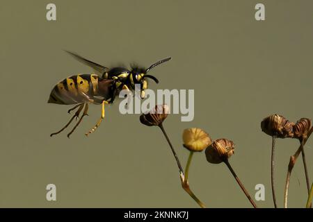 Ein Makro einer Wespe, Vespidae, die um eine winzige braune Blume fliegen Stockfoto