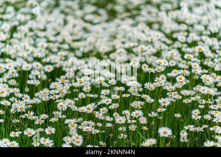 Frühlingswiesen mit vielen blühenden Gänseblümchen, Fotos mit geringer Tiefenschärfe, nur wenige Blütenblätter im Fokus Stockfoto