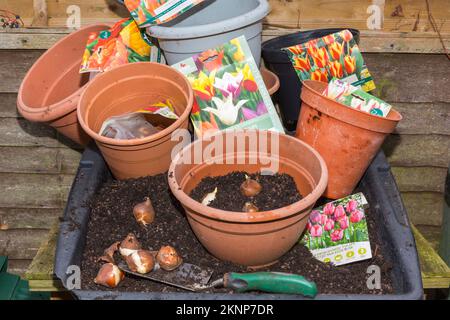 Tulpenknollen in Töpfe Pflanzen. Stockfoto