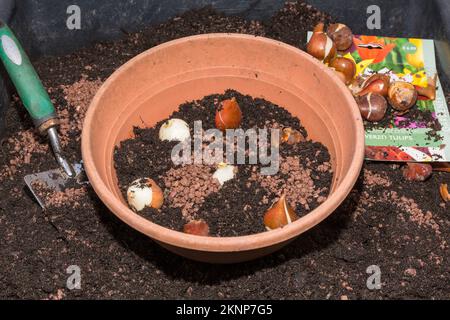 Tulpenknollen in Töpfe Pflanzen. Stockfoto