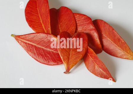 Rote gefallene Blätter im Herbst auf weißem Hintergrund Stockfoto