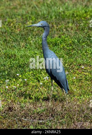 Dreifarbige Reiher watend in einem Sumpf auf der Suche nach Beute. Stockfoto