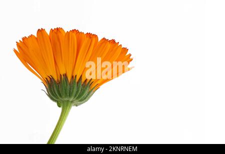 Ringelblume-Blume isoliert auf weiss Stockfoto