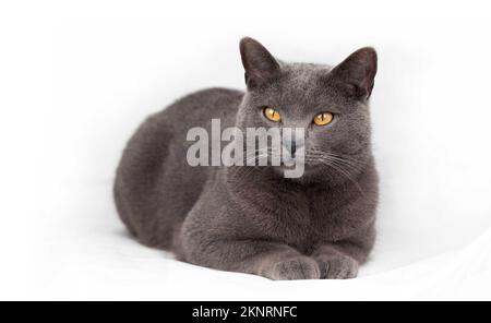 Portait der ruhenden Chartreux-Katze isoliert auf weißem Hintergrund Stockfoto