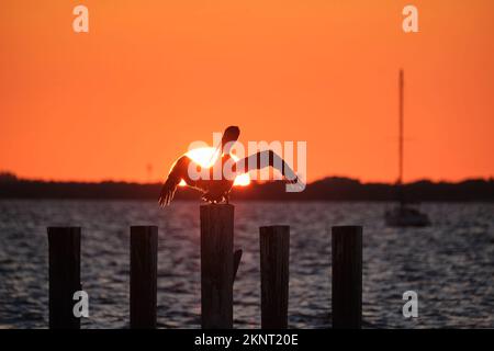 Silhütte eines einsamen Pelikanvogels mit ausgebreiteten Flügeln auf einem hölzernen Zaunpfahl gegen den leuchtend orangefarbenen Sonnenuntergang über dem Seegrund und der großen untergehenden Sonne Stockfoto