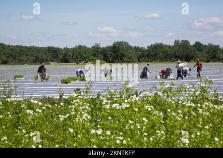 Mexikanische Wanderarbeiter, die auf einem landwirtschaftlichen Feld auf einem landwirtschaftlichen Nutzbetrieb Setzlinge Pflanzen. Stockfoto