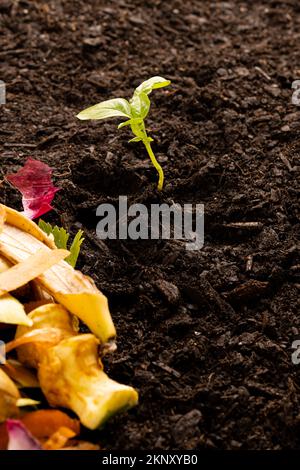 Vertikale organischer Abfälle für Kompostierung und Sämling in dunklem Boden, mit Kopierraum Stockfoto
