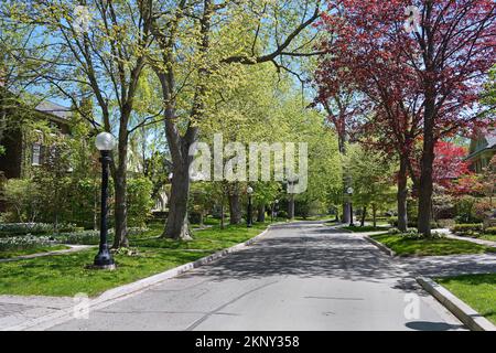 Wohnstraße mit reifen Bäumen und Blättern im Frühling Stockfoto