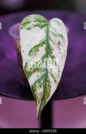 Nahaufnahme der grün-weißen Marmorblätter von Epipremnum Cebu Ghost variegated Stockfoto