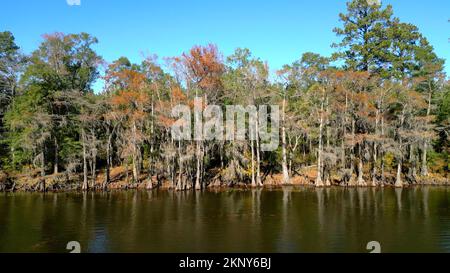 Big Cypress Bayou River im Caddo Lake State Park Stockfoto