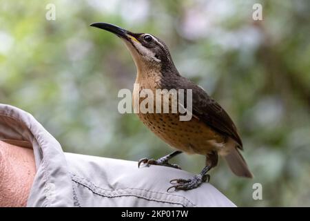 Victoria's Riflebird auf der Schulter einer Person Stockfoto