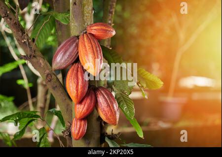 Orangefarbene Kakaopads auf dem Baum mit sonniger Kopierfläche Stockfoto