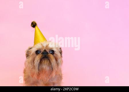 Brüsseler Griffon-Hund, der einen Geburtstag oder Karneval mit einem Partyhut feiert. Isoliert auf einem rosa Hintergrund. Hochwertige Fotos Stockfoto