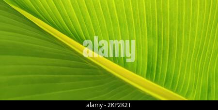 Die Textur der grünen Blätter der Bananenpalme. Ökologischer Hintergrund exotischer Blätter, diagonale Linie, Glucose-up, Banner, Kopierraum. Stockfoto