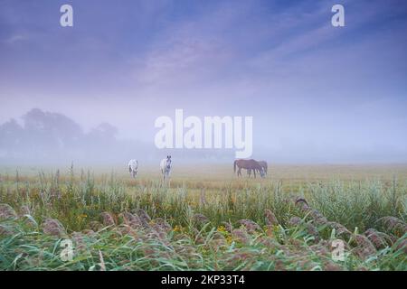 Grast im Morgennebel. Pferde grasen auf einem nebligen Feld in der Landschaft von Dansih. Stockfoto