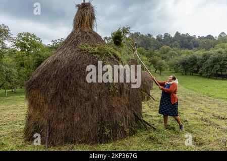 Haystacks im Dorf Breb im Kreis Maramureș, Rumänien Stockfoto