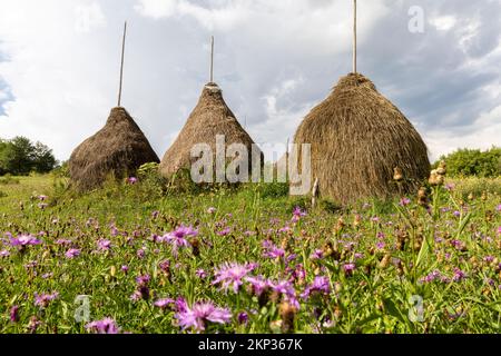 Haystacks mit rosa Blumen in der Nähe von Baia Mare im Kreis Maramureș, Rumänien Stockfoto