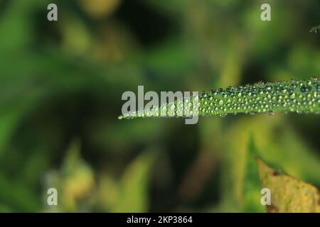 Ein schöner Wassertropfen auf dem Gras funkelt im Sonnenlicht auf dem Naturmakro. Frisches saftiges grünes Gras in Tropfen Morgentau im Freien Stockfoto