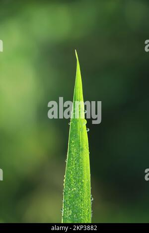 Ein schöner Wassertropfen auf dem Gras funkelt im Sonnenlicht auf dem Naturmakro. Frisches saftiges grünes Gras in Tropfen Morgentau im Freien Stockfoto