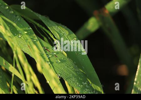 Frisches grünes Gras mit Tau-Tropfen aus der Nähe. Nach dem Regen tropft Wasser auf das frische Gras. Heller Morgentau auf dem grünen Gras Stockfoto