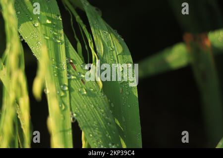 Frisches grünes Gras mit Tautropfen aus nächster Nähe. Nach Regen tropft Wasser auf das frische Gras. Heller Morgentau auf dem grünen Gras. Stockfoto