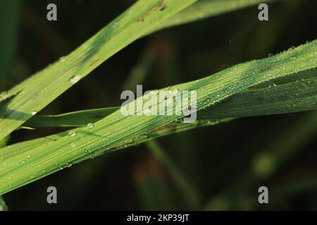 Tau auf Blättern. Tropfen Tau am Morgen auf Blättern mit Sonnenlicht. Wasser tropft auf das grüne Gras. Stockfoto