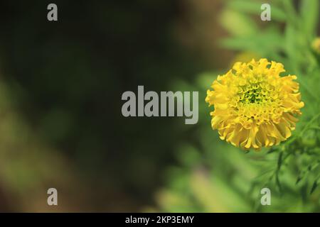 Wunderschöne orangefarbene Ringelblume (Tagetes erecta Ringelblume, mexikanische Ringelblume, Azteken oder afrikanische Ringelblume), die im Garten mit verschwommenem Natu blüht Stockfoto