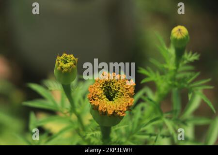 Marigold-Blumenfeld im Hintergrund in einer bedeckten Atmosphäre Stockfoto