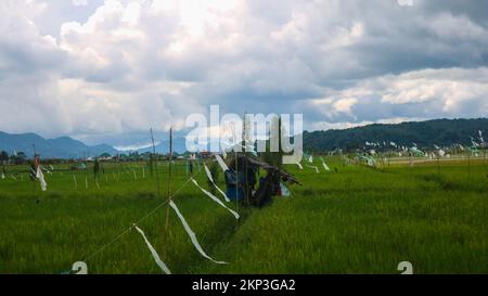 Hütte inmitten wunderschöner Reisfelder mit bewölktem Himmel Stockfoto