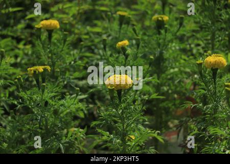 Nahaufnahme eines wunderschönen gelb-orangefarbenen Marigold-Blumenstraußes (Tagetes erecta, mexikanischer Marigold, Aztekischer Marigold, afrikanischer Marigold) im Garten. Erschossen Stockfoto